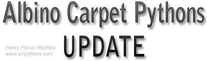 ALBINOCARPET