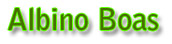 albinoBoa