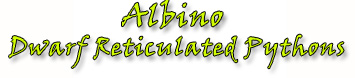 albinoretic\