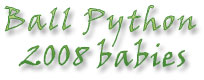 ballPythons
