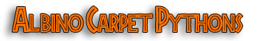 darpet