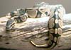 BallPython