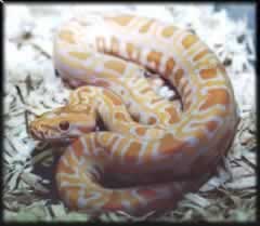 baby albino burm python after it's first skin shed.... from http://www.a1pythons.com/ where i _hopfully_ will be getting _my_ albino burm python