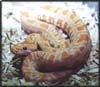 AlbinoBurmese