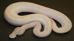 Spinner Ball Pythons