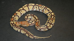 Butterscotch Ball python