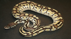 Butterscotch Ball python
