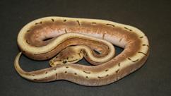 Butterscotch Ball python