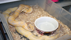 Champagne Ball Python