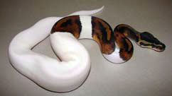 Pied Ball Python