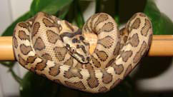 Jaguar Carpet Python