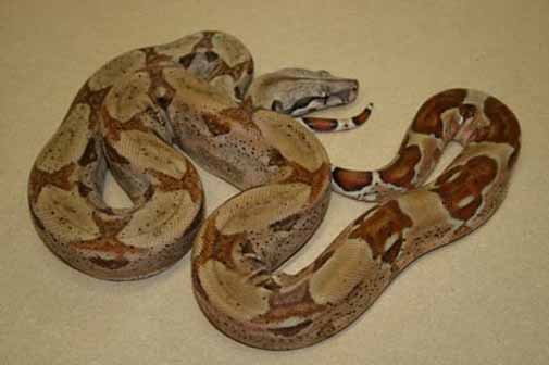 Boa Constrictor