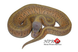 Super Pastel PinStripe - Henry Piorun Reptiles