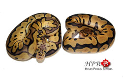 Pastel Clowns - Henry Piorun Reptiles