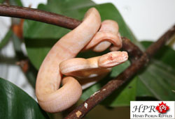 AlbinoCarpet