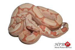 Sunglow Arabesque