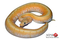 Banana Ball python