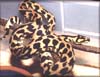 IrianJaya Python