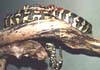 Carpet Python