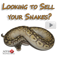 Looking to sell your Snakes?