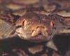 Reticulated