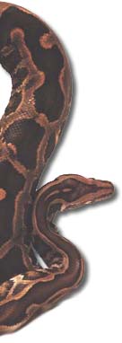 snake edge