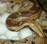 Albino San Diego Gopher Snake