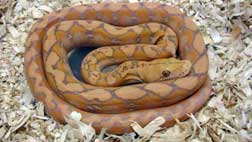 Albino Dwarf Retic